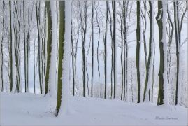 <p>Šluknovsko - Království</p>